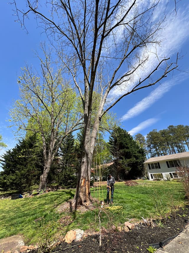 Tree Removal