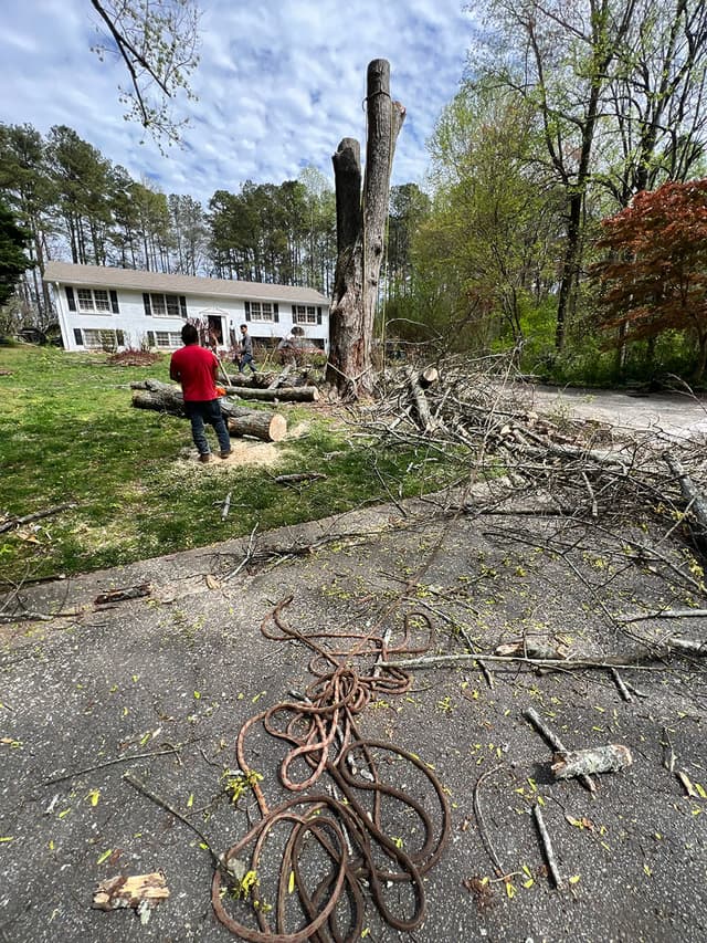 Tree Removal