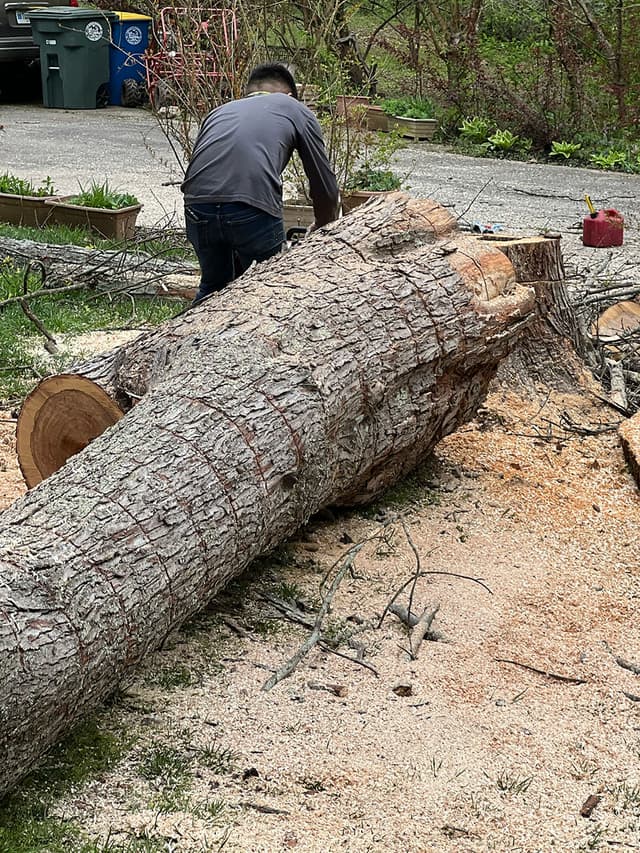 Tree Removal